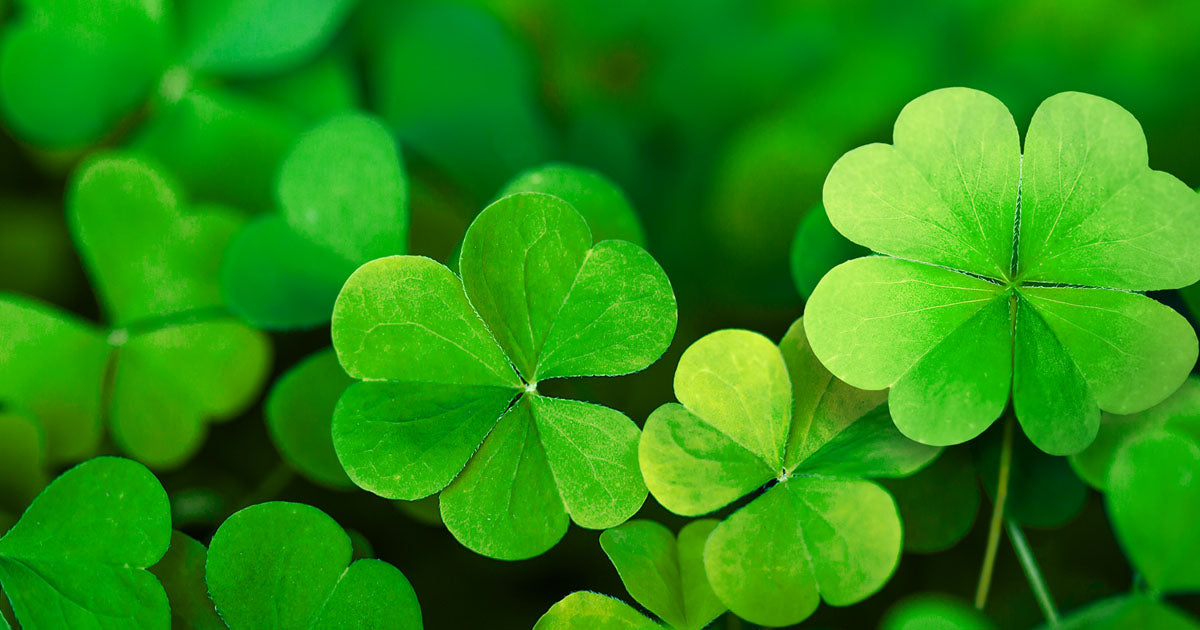 clover leafs 